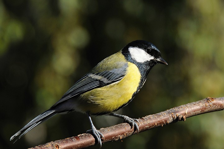 Sýkora koňadra (Parus major)